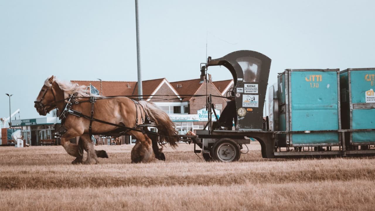 Some Clydesdale horses pulling a tailer